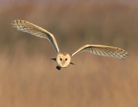 Barn Owl