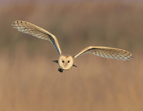 Barn Owl