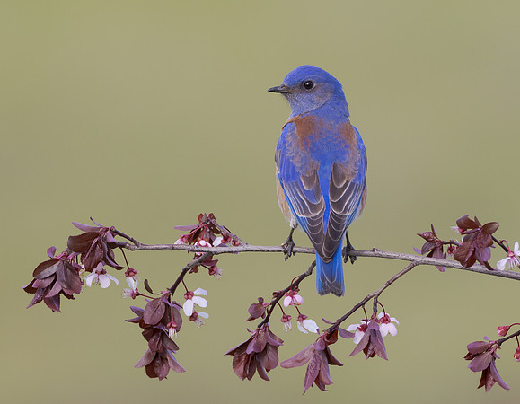 Western Bluebird