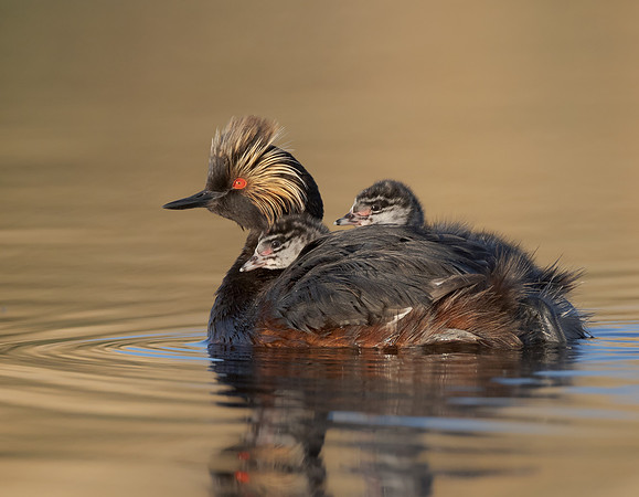 Eared Grebes