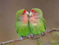 Rosy-faced Lovebirds