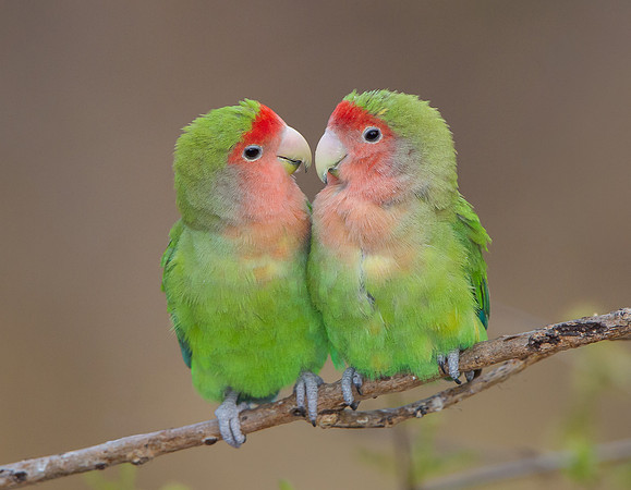 Rosy-faced Lovebirds