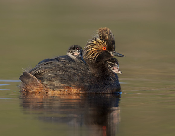 Eared Grebes