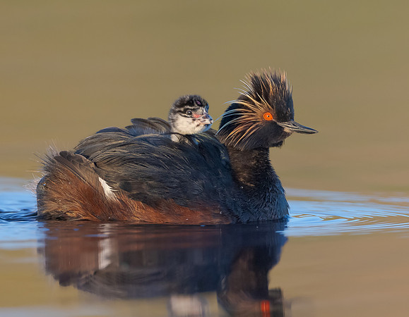 Eared Grebes