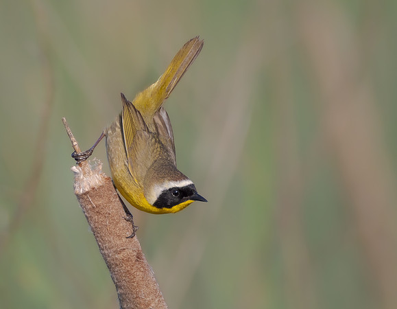Common Yellowthroat