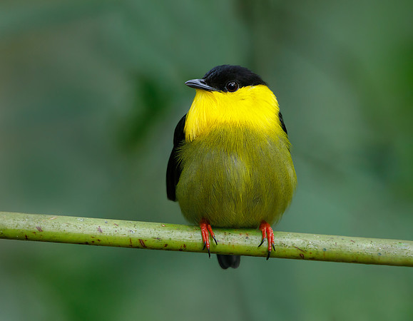 Golden-collared Manakin
