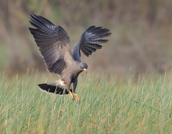 Snail Kite