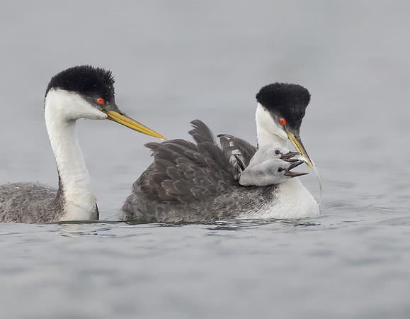 Clark's Grebes