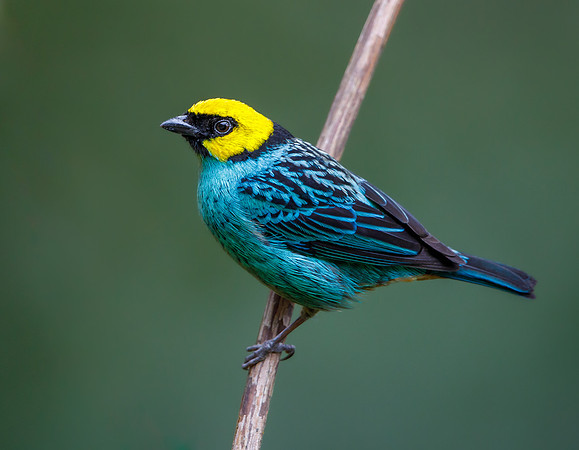 Safron-crowned Tanager