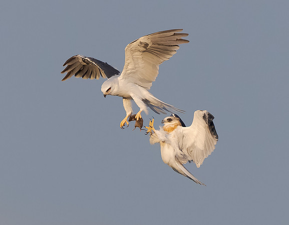 White-tailed Kites