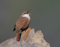 Canyon Wren