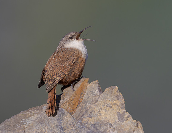 Canyon Wren