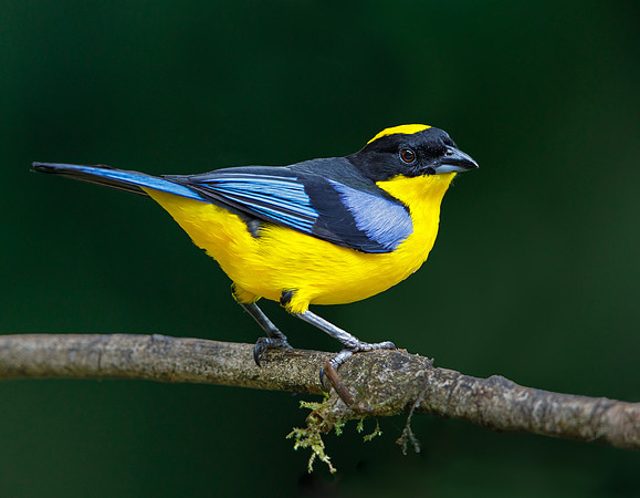 Blue-winged Mountain-tanager