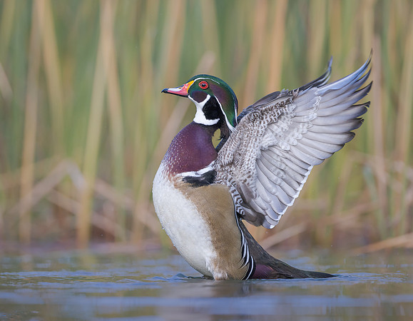 Wood Duck