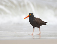 Black Oystercatcher