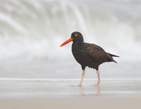 Black Oystercatcher