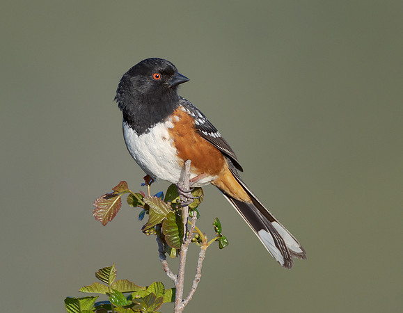 Spotted Towhee