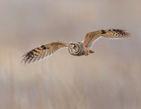 Long-eared Owl