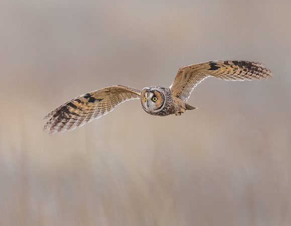 Long-eared Owl