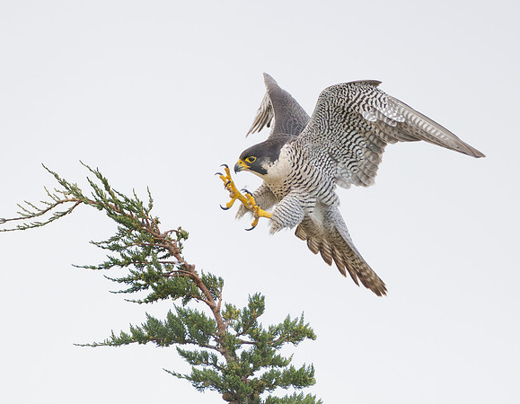 Peregrine Falcon