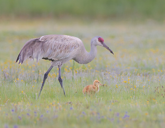 Sandhill Cranes