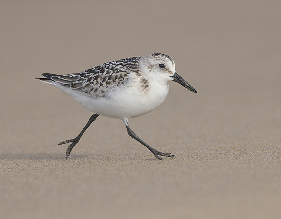 Sanderling