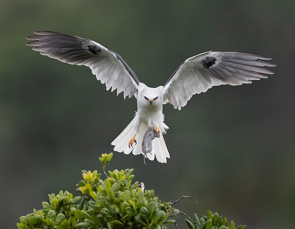 White-tailed Kite