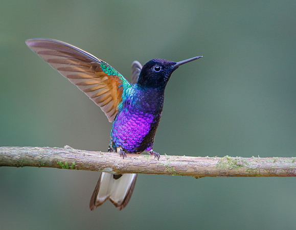 Violet-purple Coronet