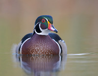 Wood Duck