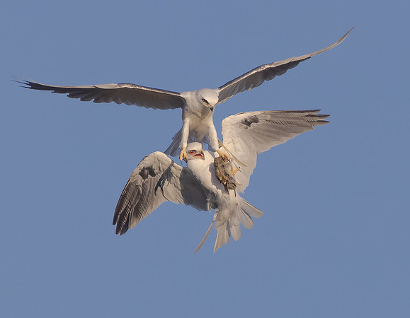 White-tailed Kites