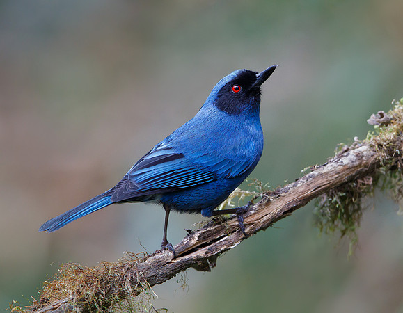 Masked Flowerpiercer