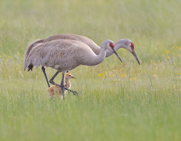 Sandhill Cranes
