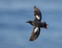 Pigeon Guillemot