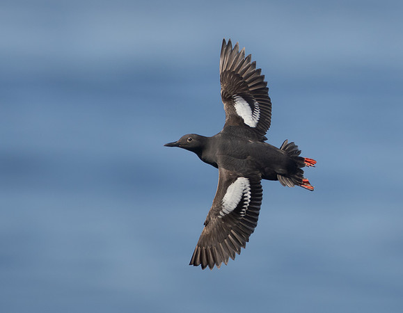 Pigeon Guillemot