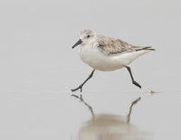 Sanderling