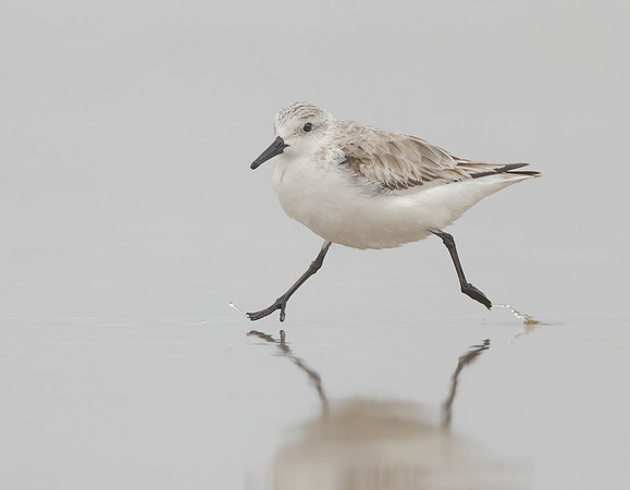 Sanderling