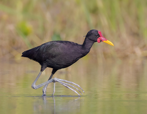 Wattled Jacana