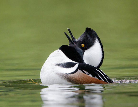 Hooded Merganser