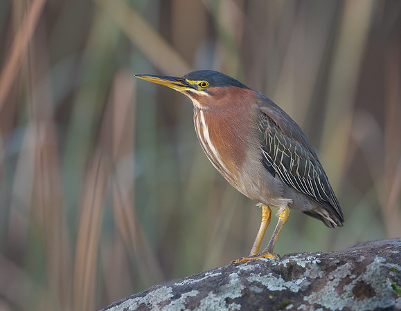 Green Heron