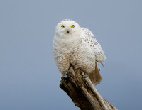 Snowy Owl