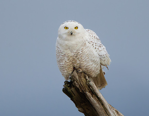Snowy Owl