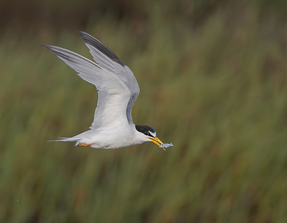 Least Tern