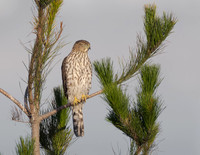 Cooper's Hawk