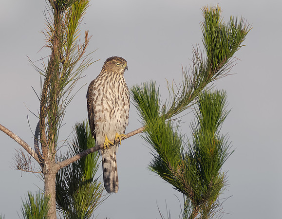 Cooper's Hawk