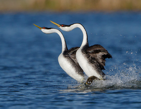 Western Grebes