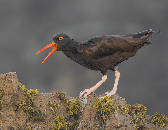 Black Oystercatcher