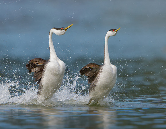 Western Grebes