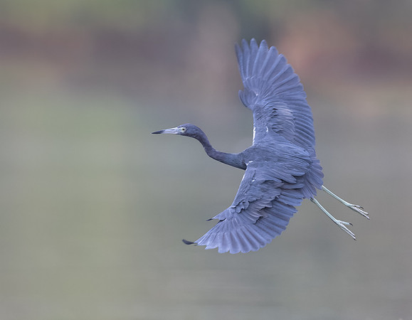 Little Blue Heron
