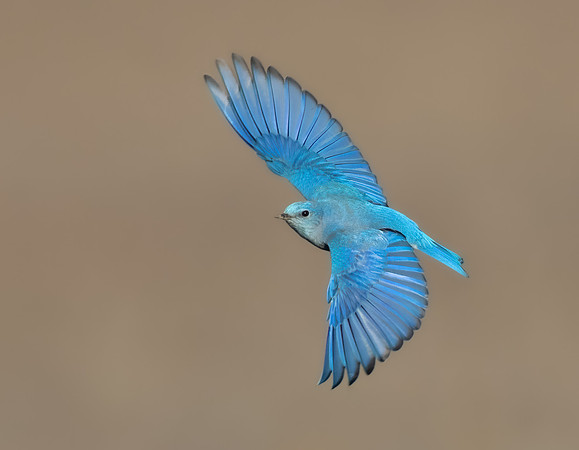 Mountain Bluebird