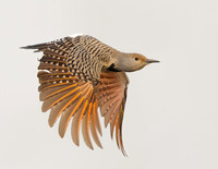 Northern Flicker